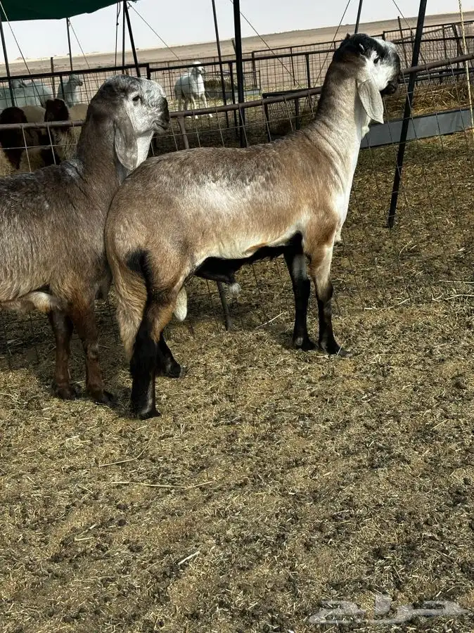 طليان سواكن مشاريع فحول 2