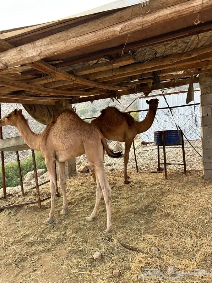 قعدان 0