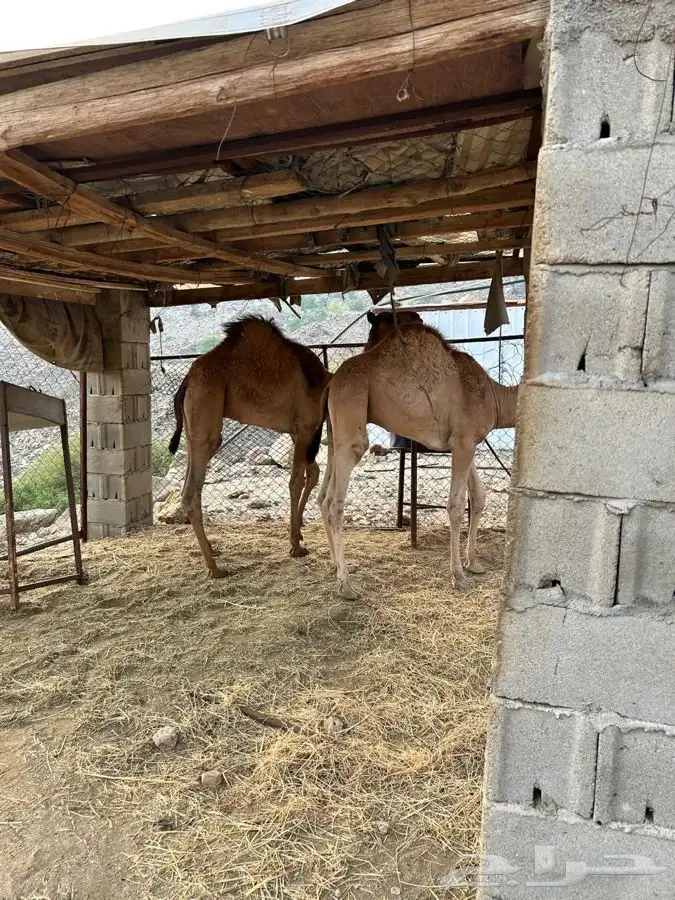 قعدان 2