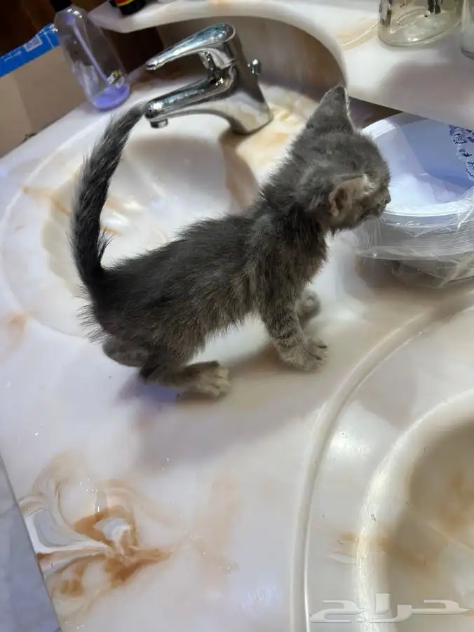 كيتن اليفة شيرازية منزلية للتبني 4