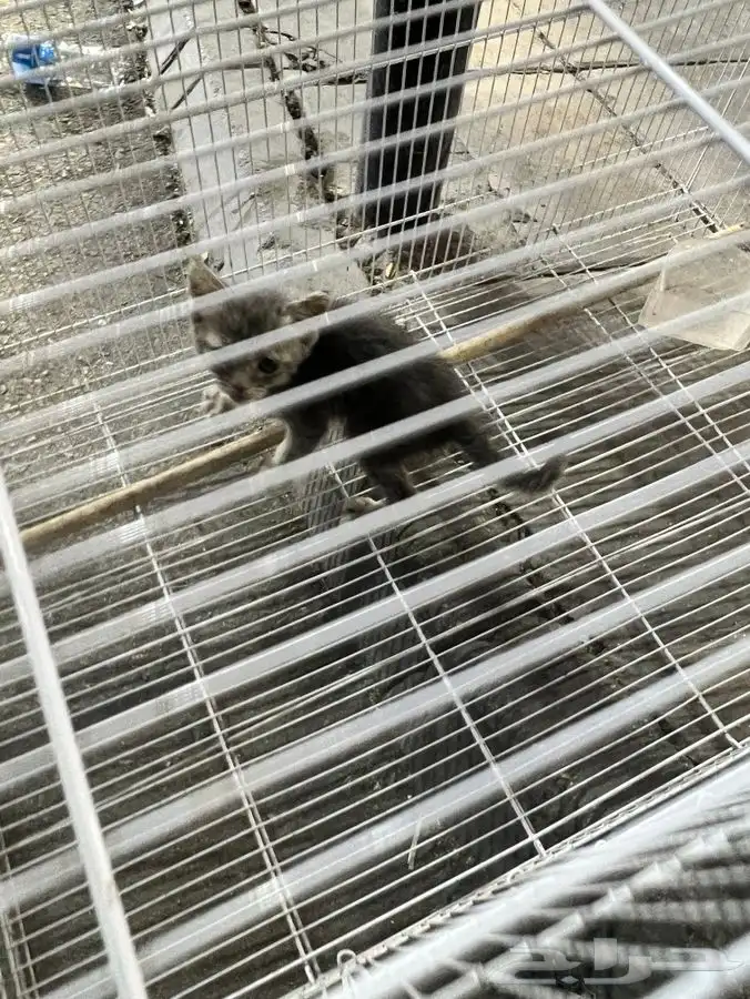 كيتن اليفة شيرازية منزلية للتبني 13