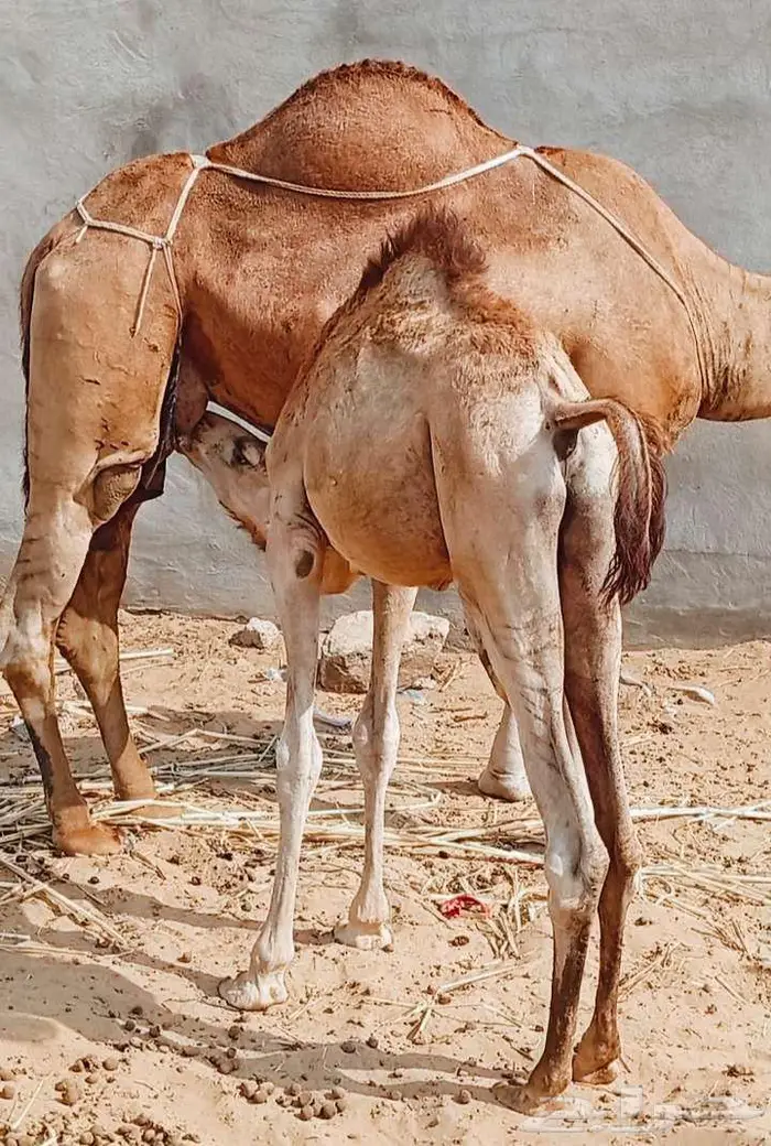 قعود بلدي 1