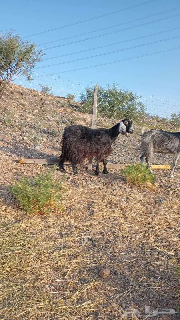 معزا العدد 2 للبيع تم البيع 1