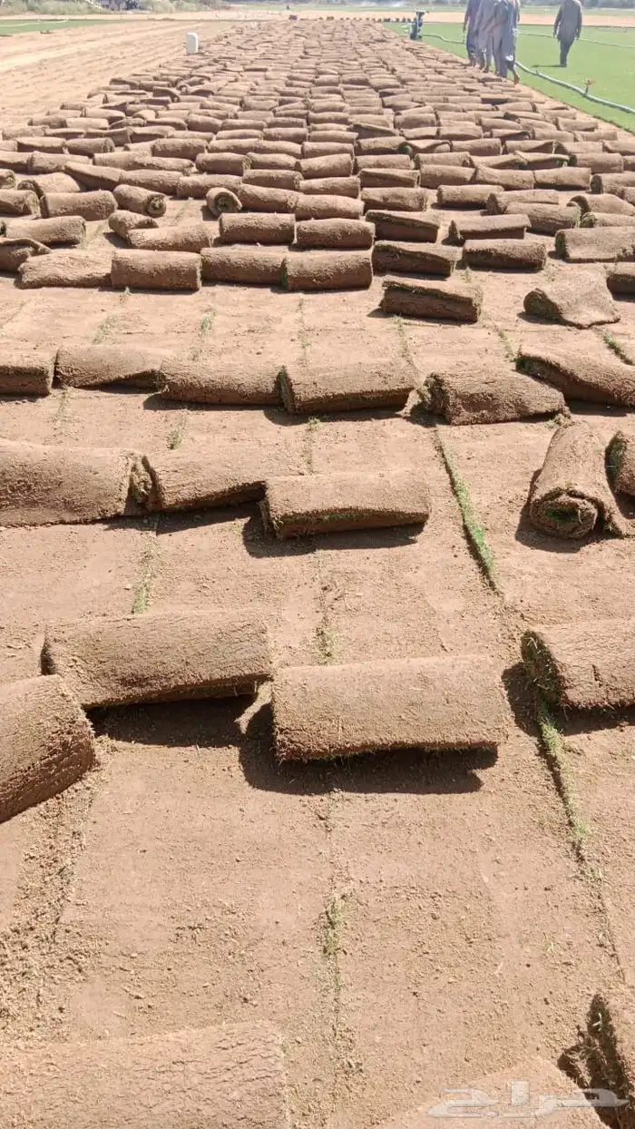 ثيل او نجيله طبيعي مشروطه 12