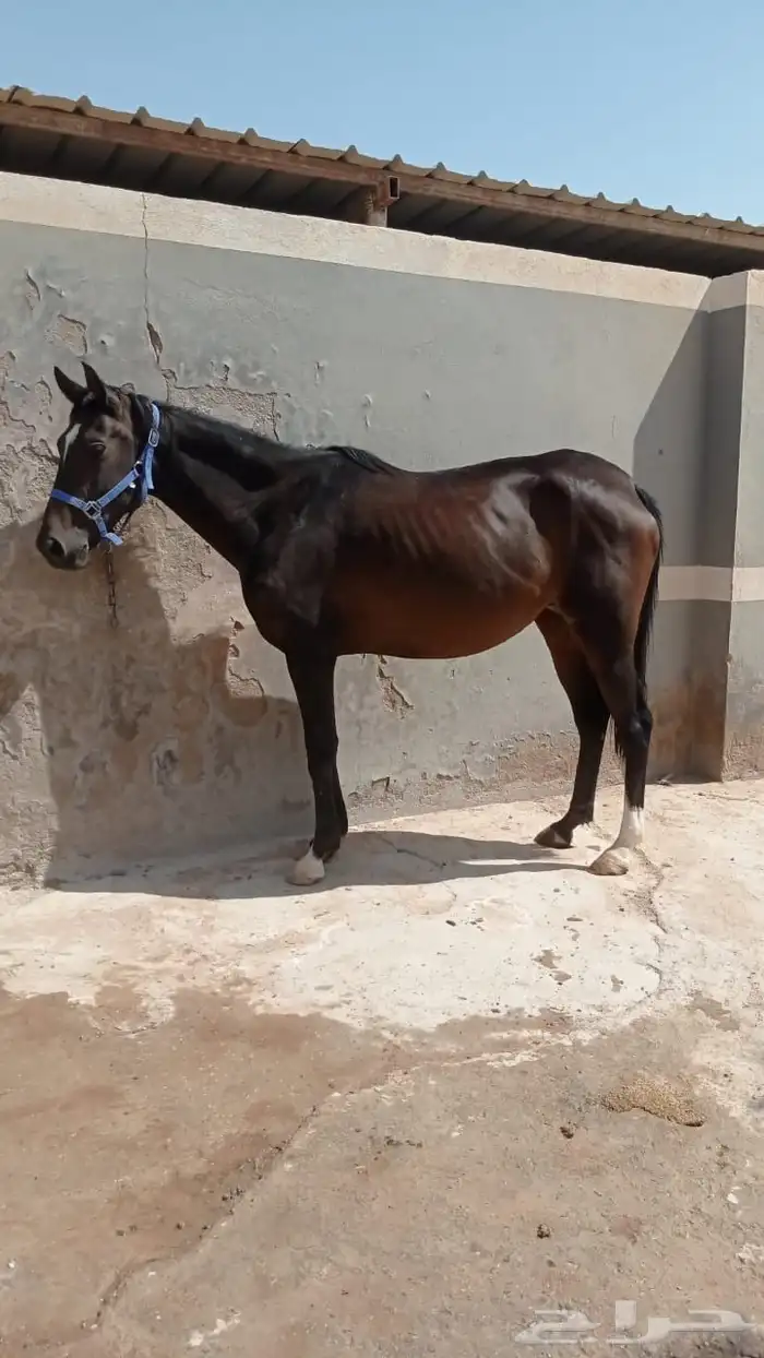 للبيع الفرس 1