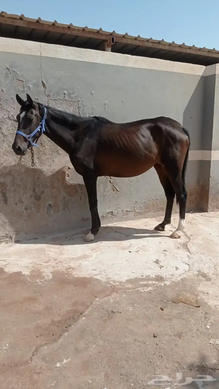 للبيع الفرس 2