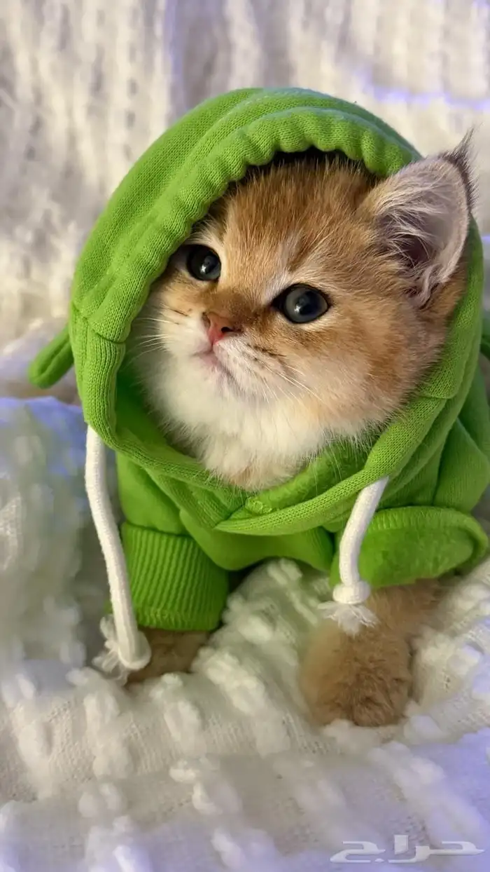 ذكر 8