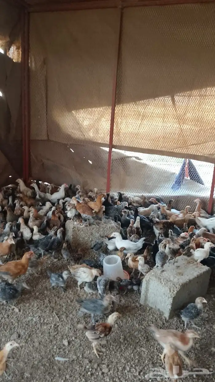 دجاج 2