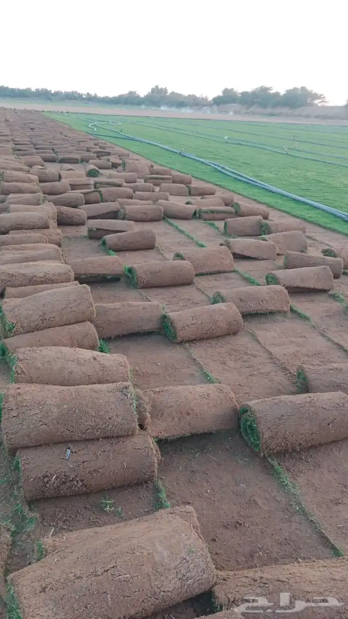 ثيل او نجيله طبيعي مشروطه 8