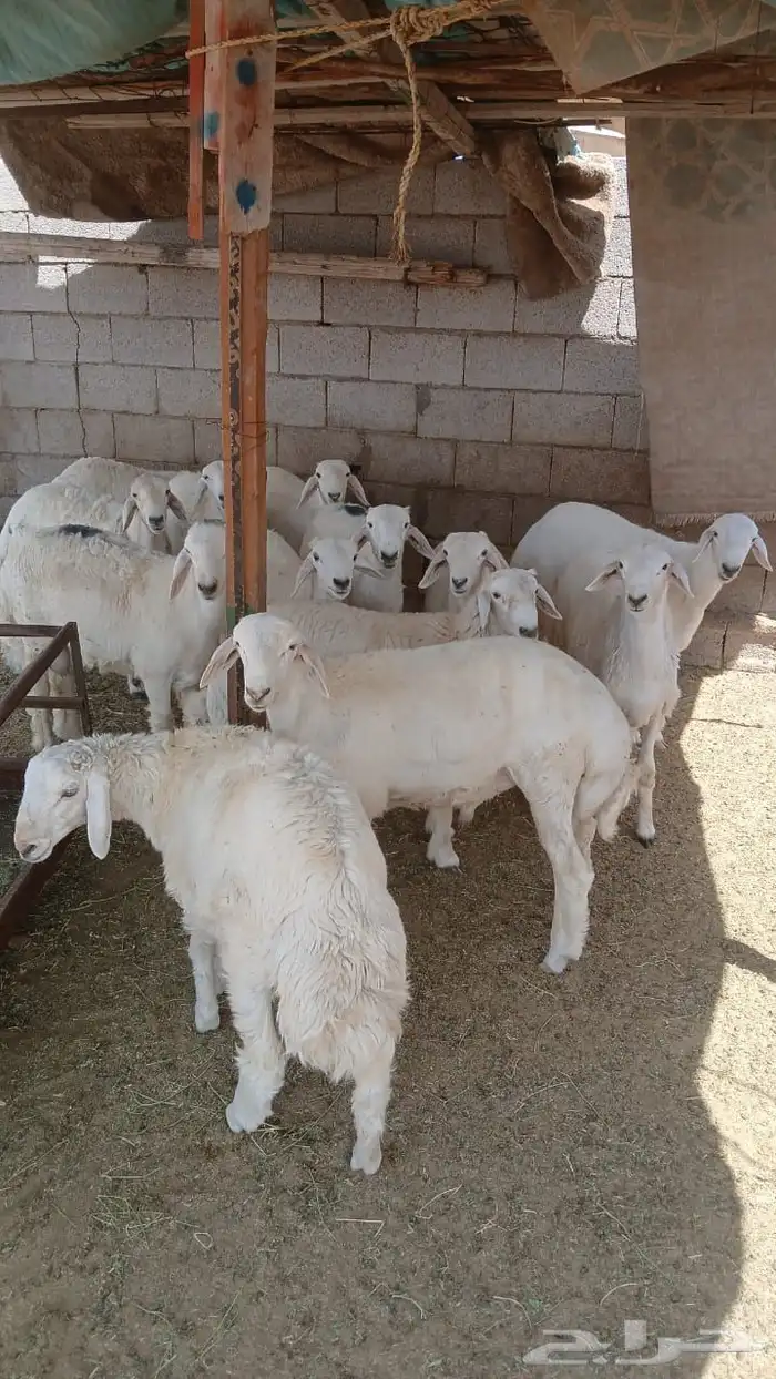 طليان للبيع جمله وتفريق 0