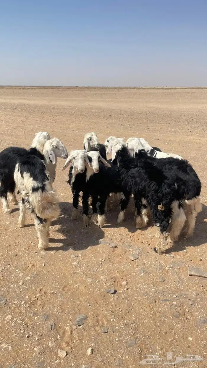 طليان نجد (( تم البيع )) 0