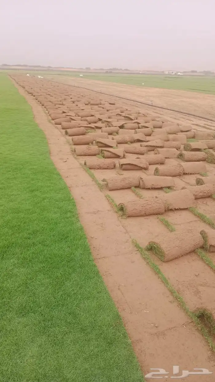 ثيل او نجيله طبيعي مشروطه 11