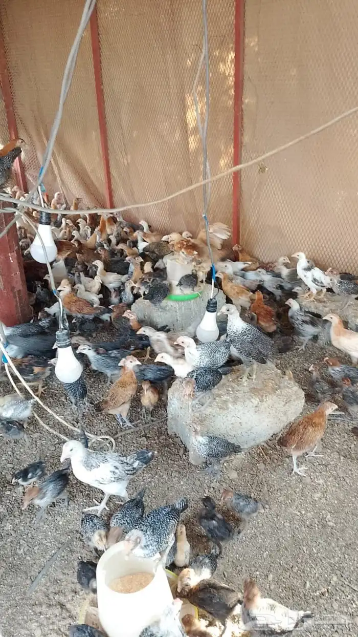 دجاج 4