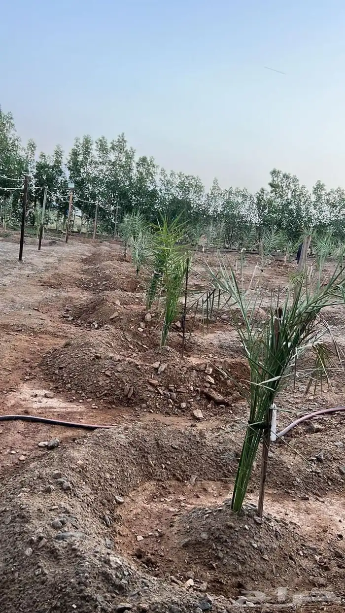 مشتل للايجار بجدة مريخ ويوجد بئر والماءمتوفر 14
