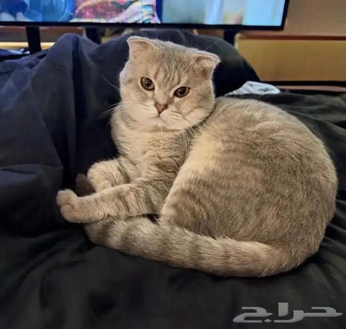 قط رمادي ذكر مفقود حي غرناطه 0
