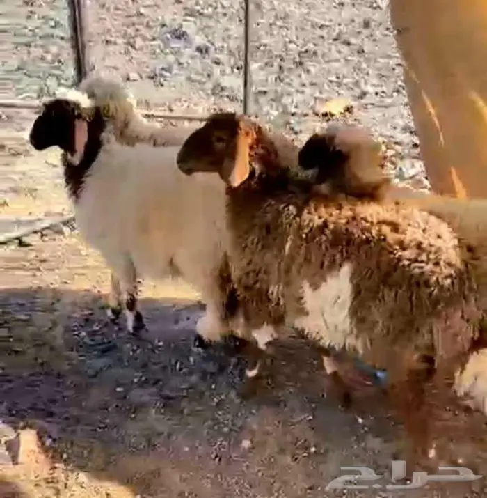 طلي مشروع فحل و3 رخال نعيميات مقنوي لاعلي سوم 21
