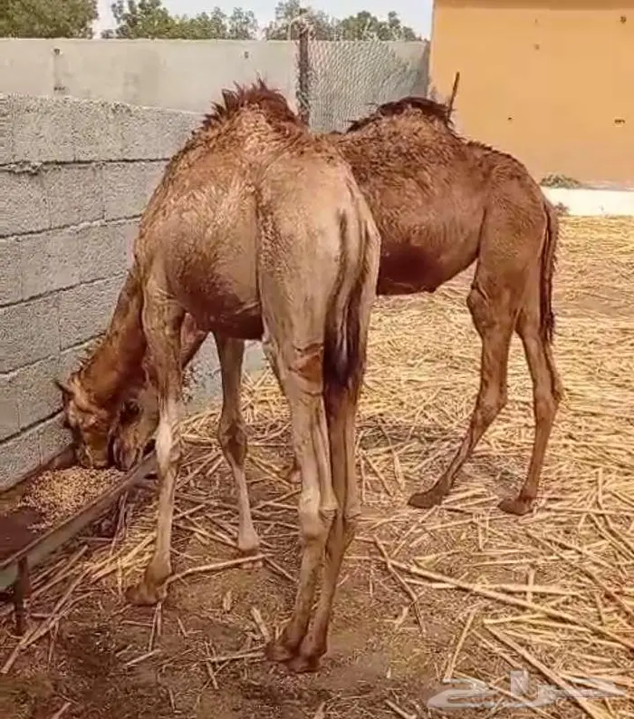 قعود بلدي 0