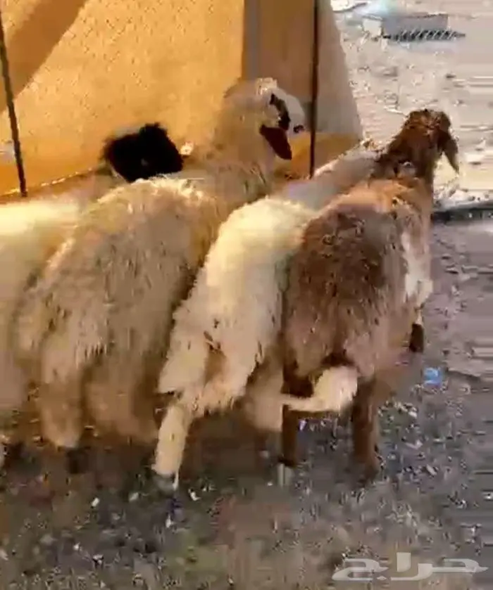 طلي مشروع فحل و3 رخال نعيميات مقنوي لاعلي سوم 19