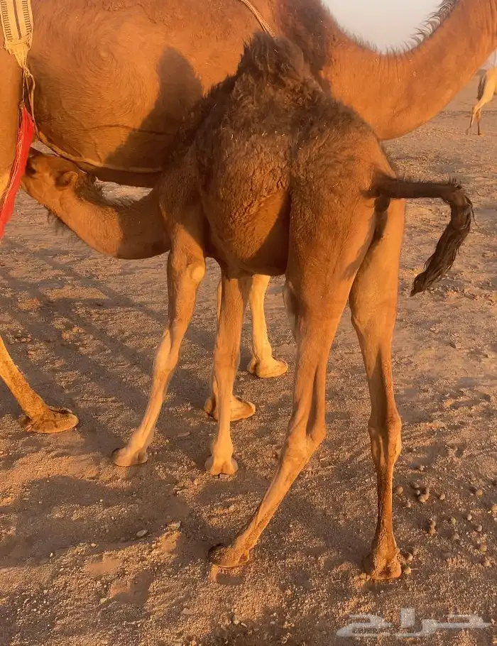 قعدان حمر طيبه تم البيع 0