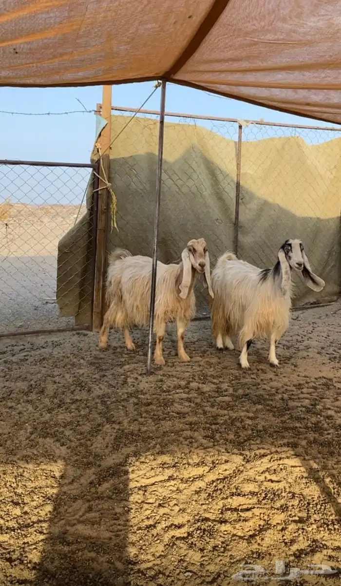 لبيع معزا عوارض صنف دفيع 3