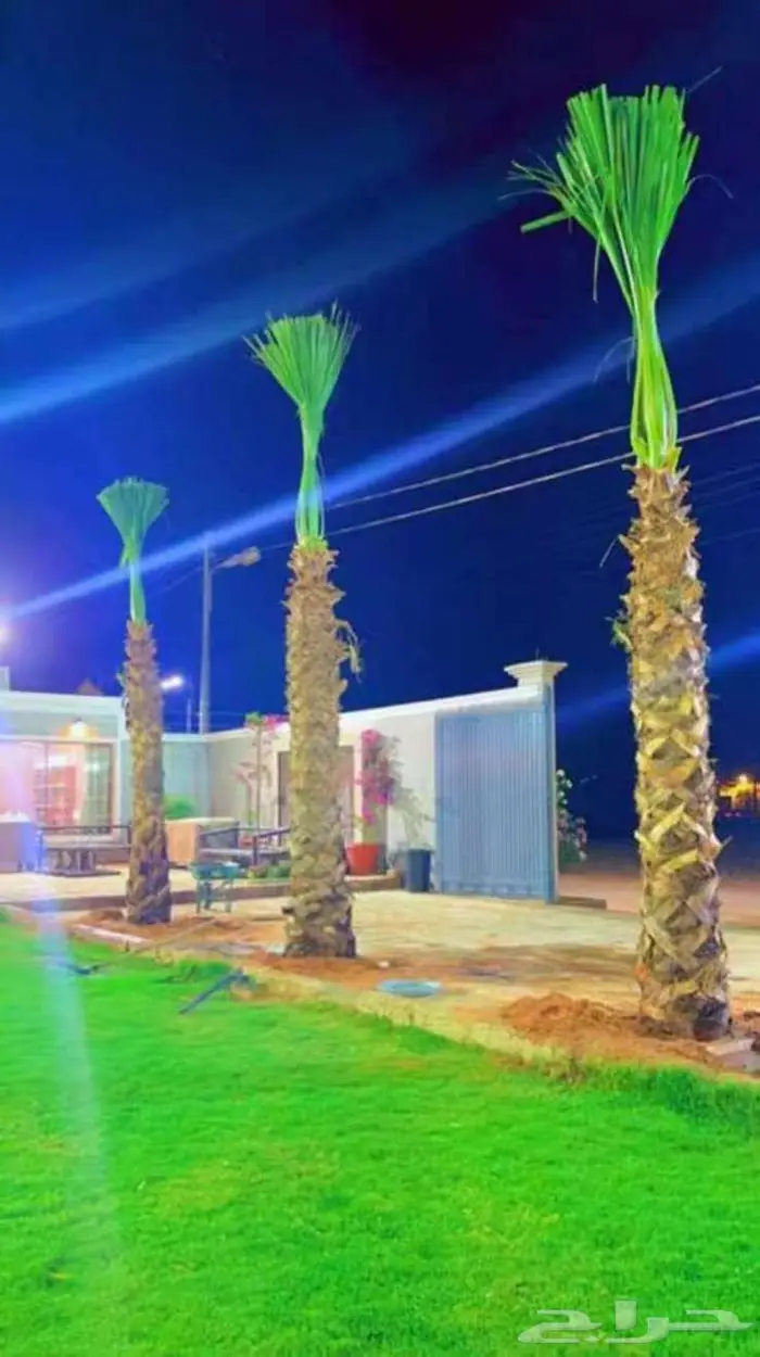 نخل واشنطني واشنطونياء واشنطن واشنطوني 0