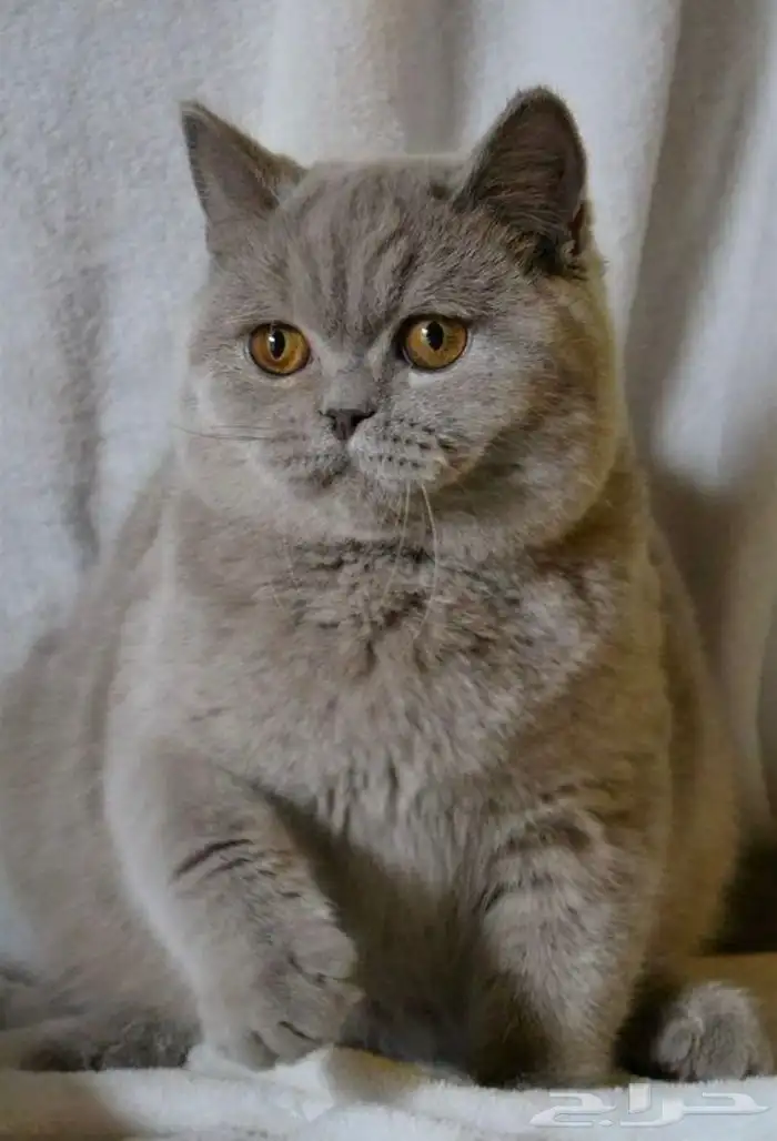 عرض للمهتمين بالإنتاج سينامون بريتش 5