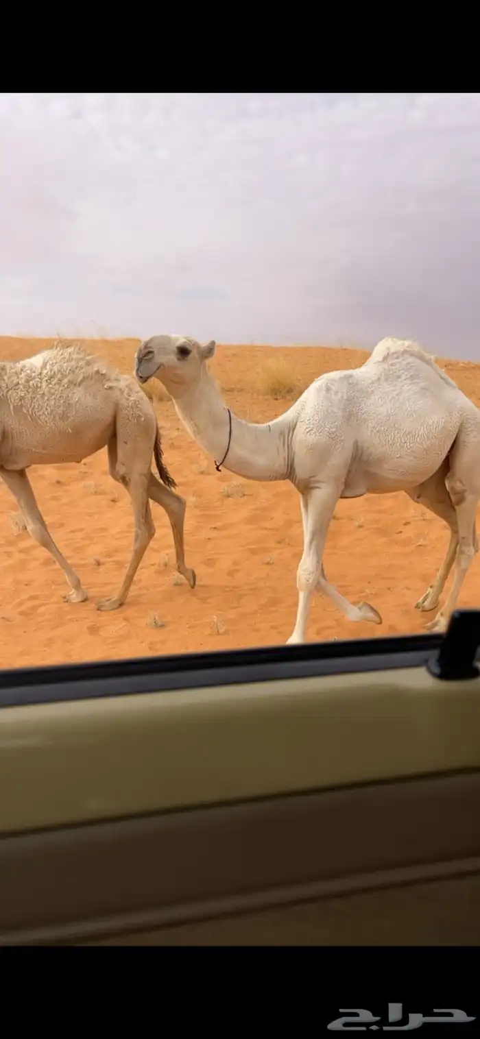 للبيع الفحل الاشقح الباتلي الكفووو 4