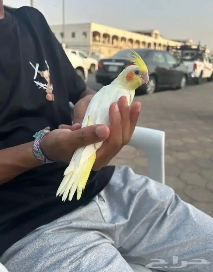 كروان لاتينو كوكتيل عيون ح مر نهاية غر 1