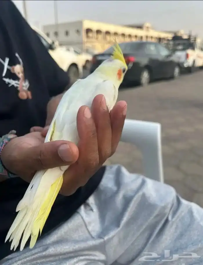 كروان لاتينو كوكتيل عيون ح مر نهاية غر 0