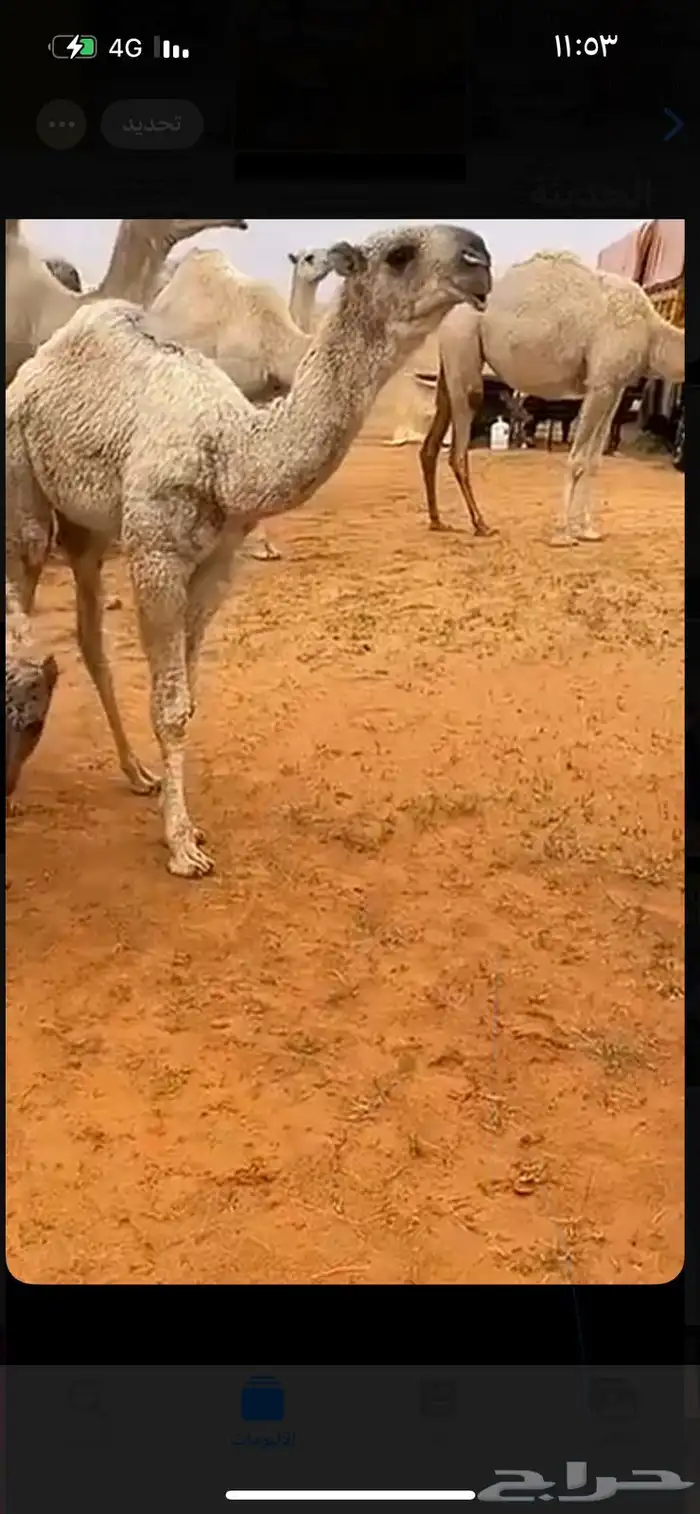 للبيع الفحل الاشقح الباتلي الكفووو 1