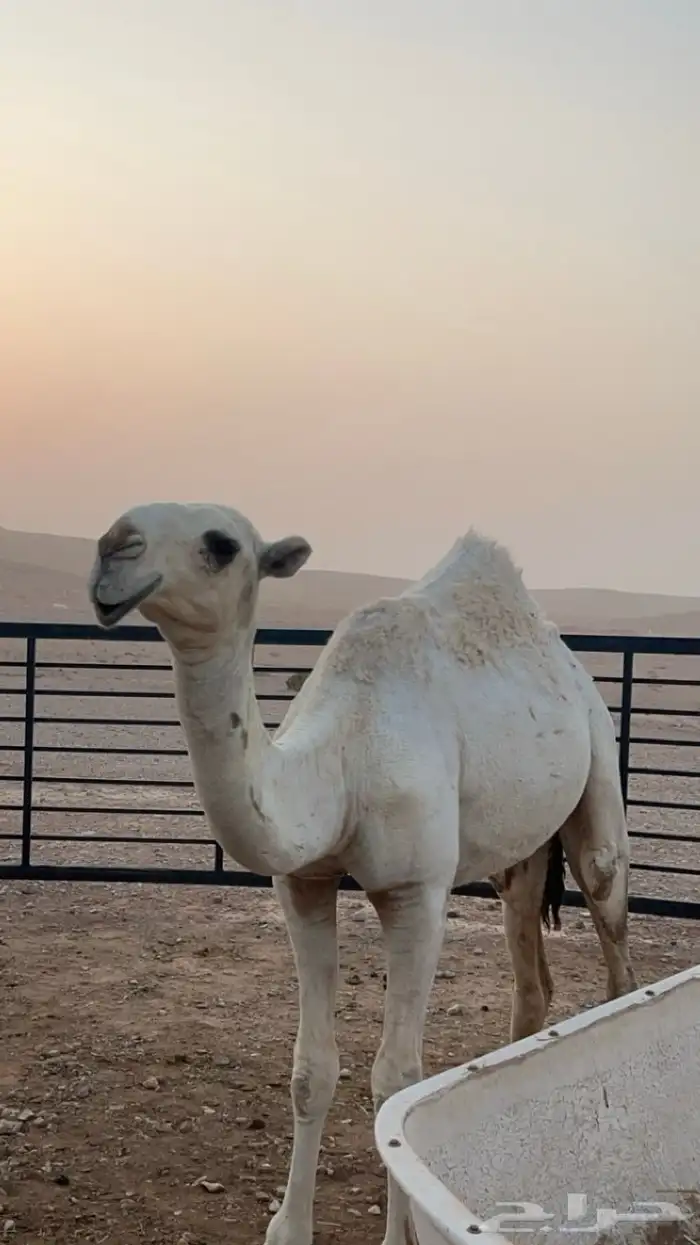 مفروده بنت بعير ابن مشوح 0
