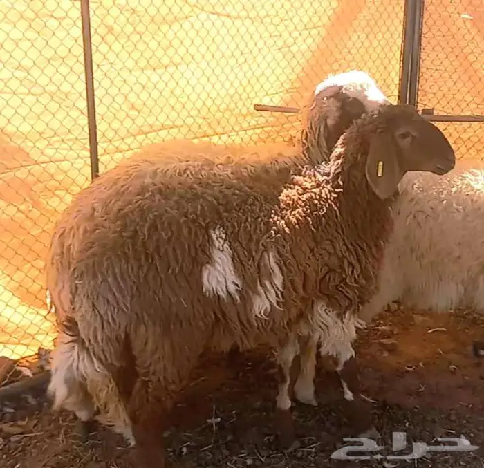 طلي مشروع فحل و3 رخال نعيميات مقنوي لاعلي سوم 5