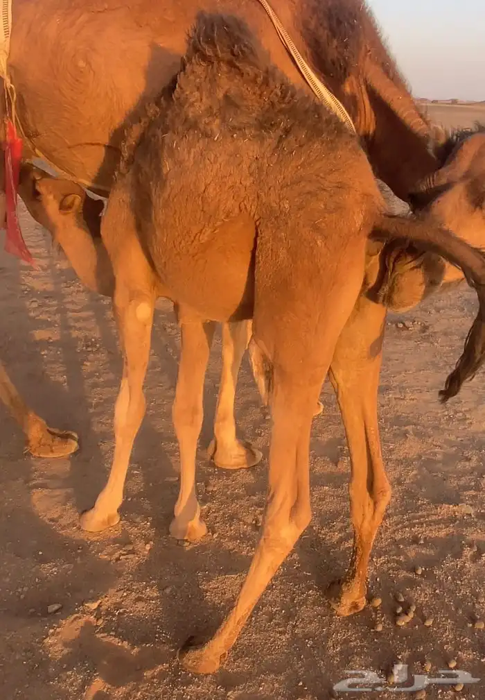 قعدان حمر طيبه تم البيع 3