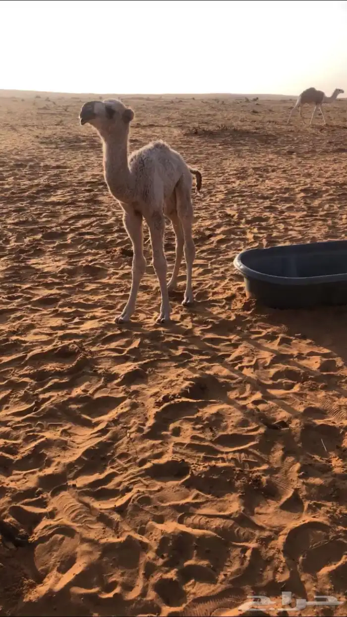 للبيع الفحل الاشقح الباتلي الكفووو 7