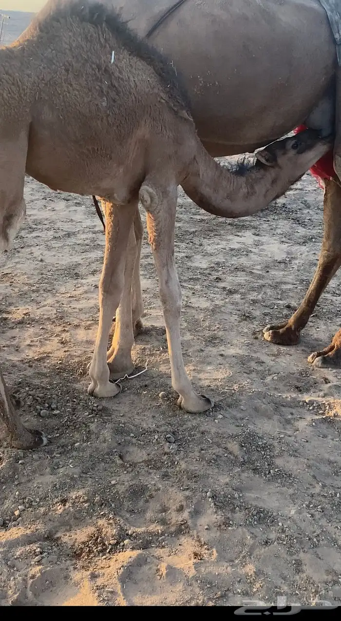 قعدان حمر طيبه تم البيع 1