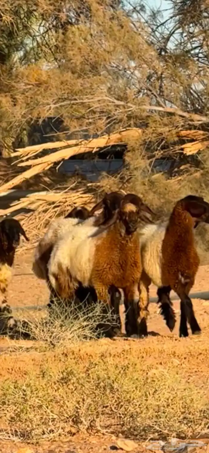 للبيع الجذعات الصنف(تم البيع ) 0