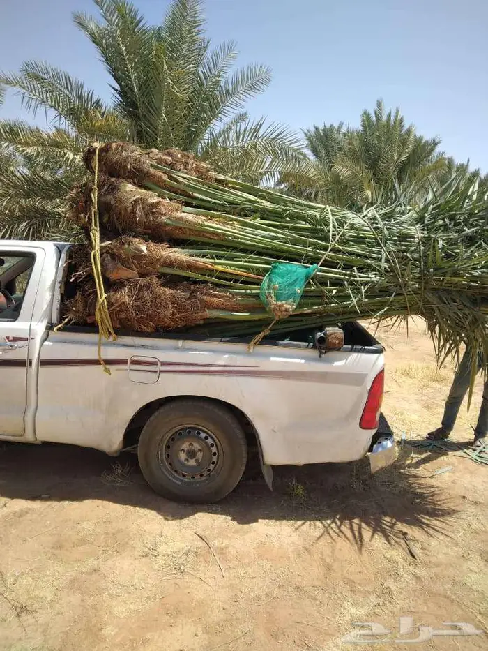 نخيل البيع الخرمه رنيه الطايف الحويه الوصليه السيل 0