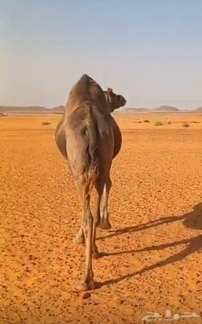 ناقة عرس بريه ام رابع 0