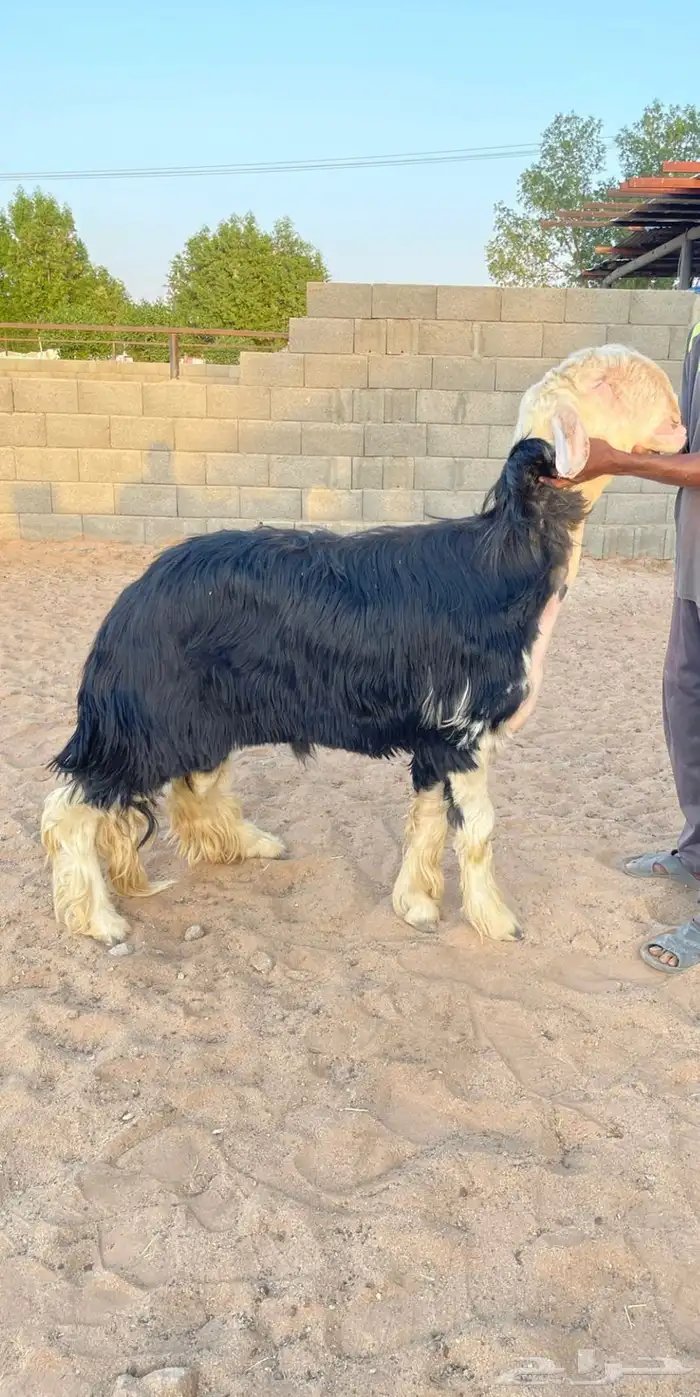 فحل نجدي 0