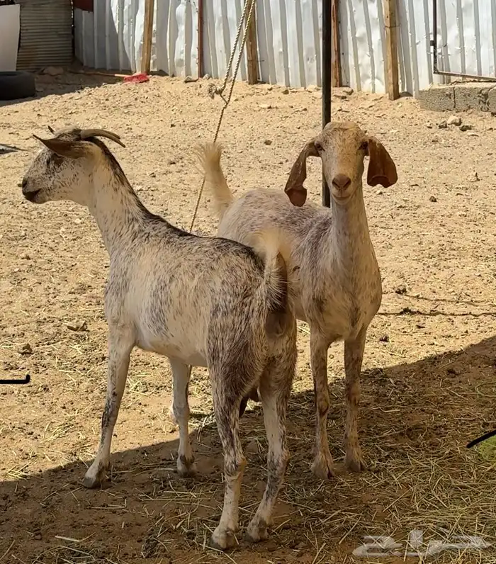3 معزا رباعيات منو القاني 0