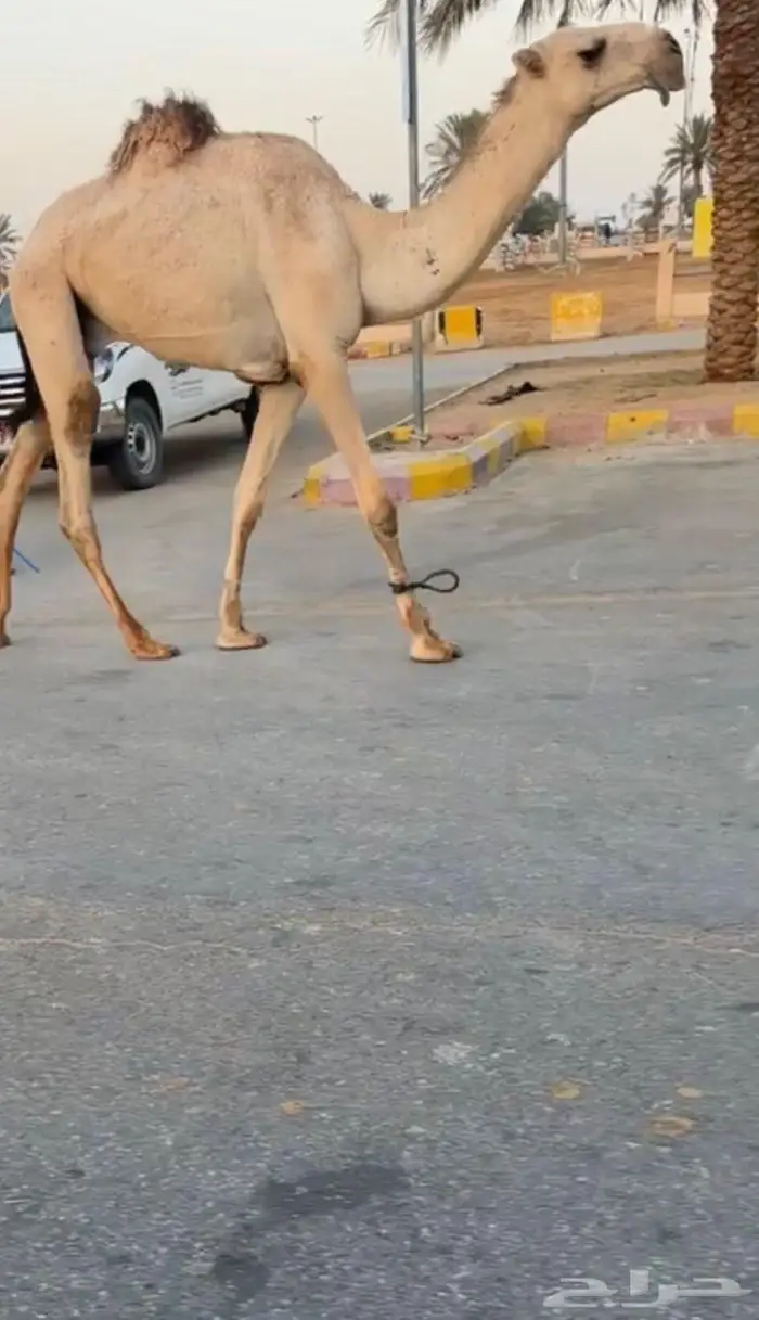 قعود كفو باتلي 0