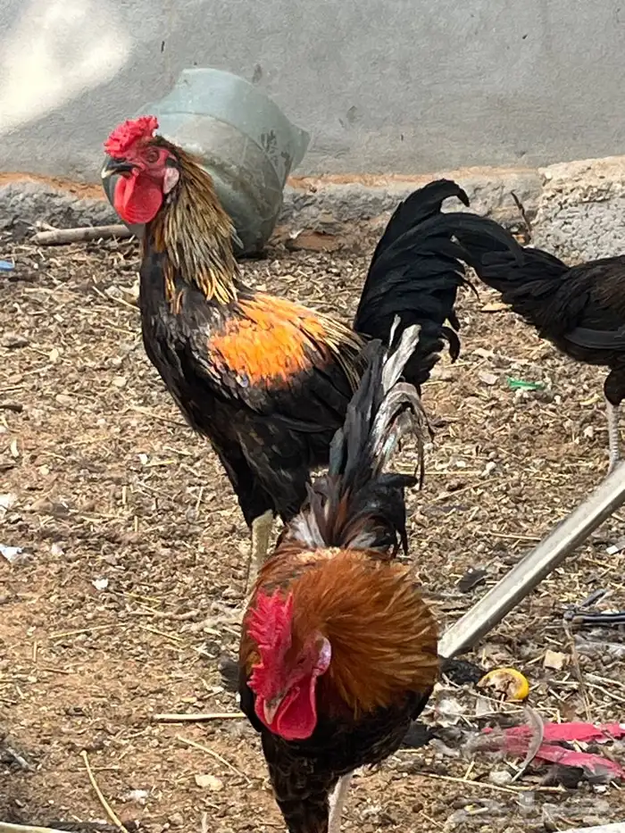 ديوك للبيع 3
