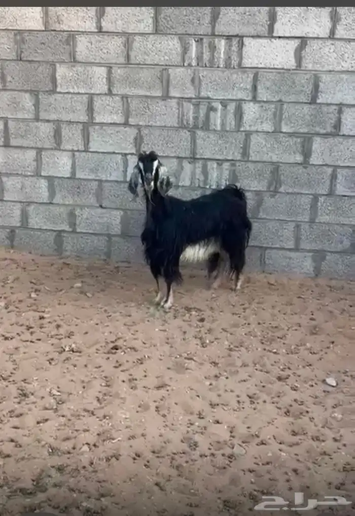 عنز عارضيه طيبه 0