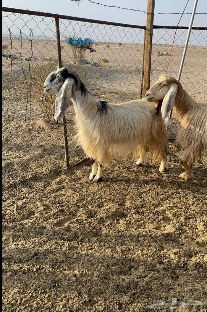 لبيع معزا عوارض صنف دفيع 2