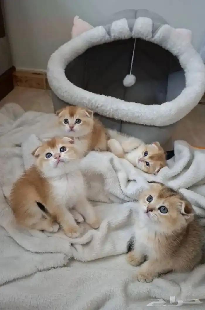 كيتن سكوتش فولد قولد اقساط تابي 1