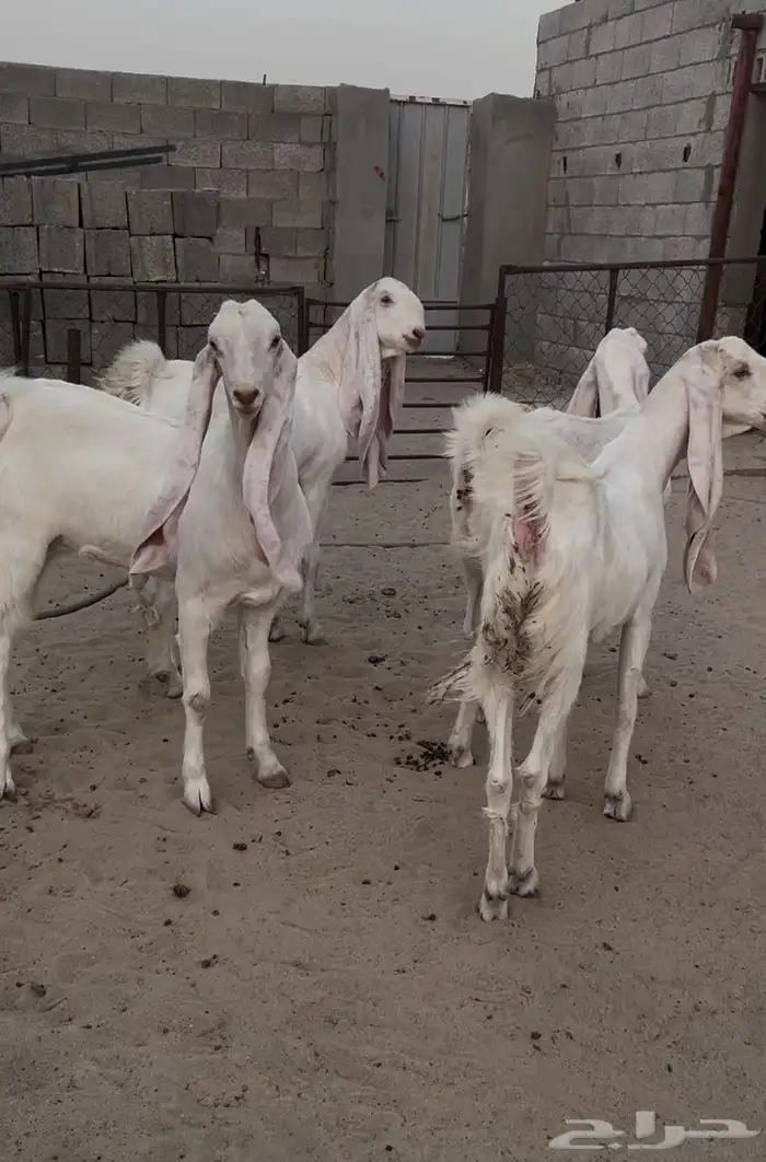 معزاء مطورات بيض برص بفحلها 6