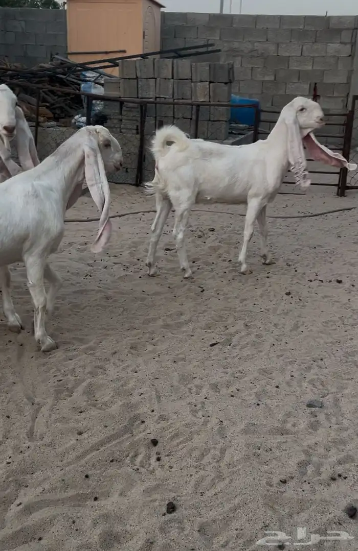 معزاء مطورات بيض برص بفحلها 8