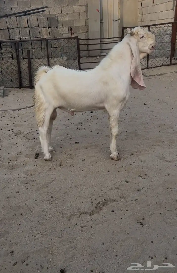 معزاء مطورات بيض برص بفحلها 2
