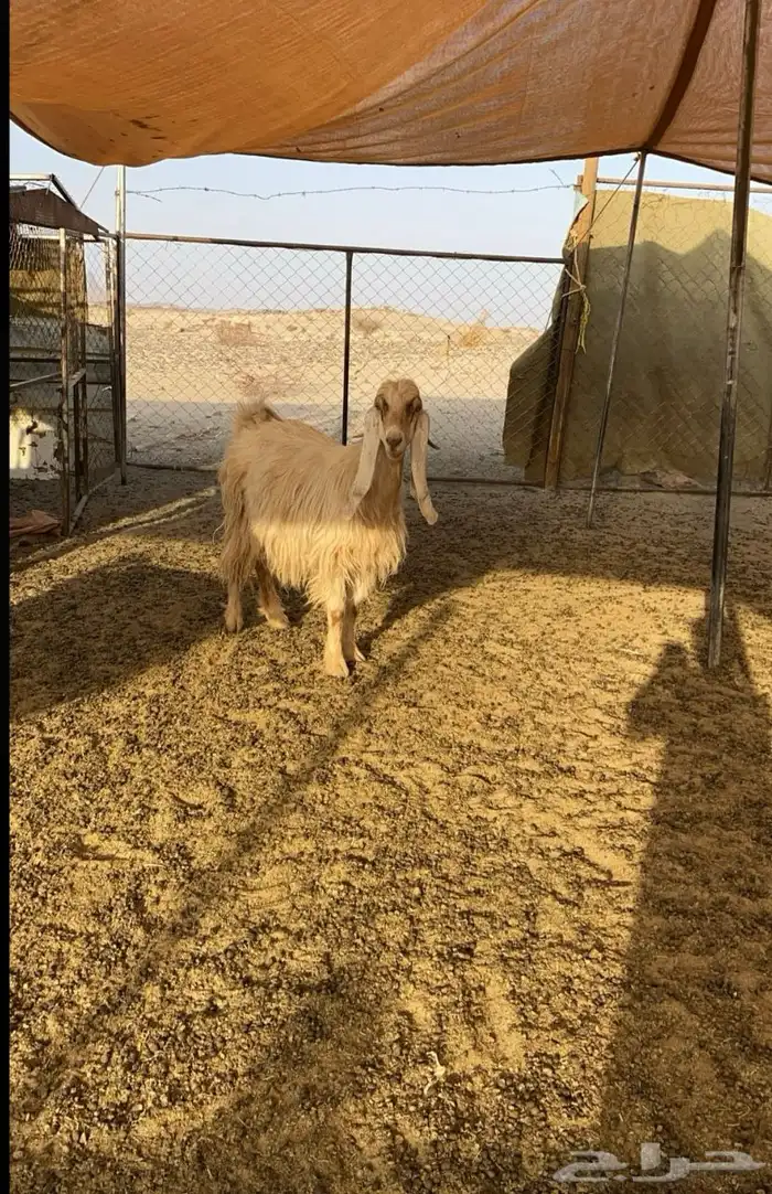 لبيع معزا عوارض صنف دفيع 0