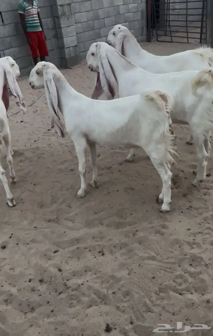معزاء مطورات بيض برص بفحلها 3